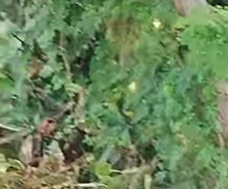 É revoltante o que está acontecendo na Rua Júlio Tavares, bem no coração da cidade!